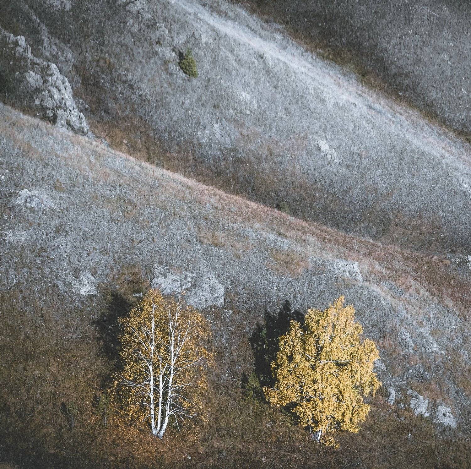 пейзаж, дерево, минимализм, гора, лес, tree, landscape, mountain, Даниил Силантьев