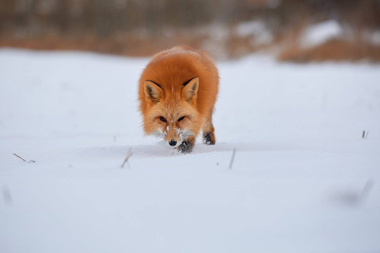 лис, Россия, животное, лиса, Лана Полякова
