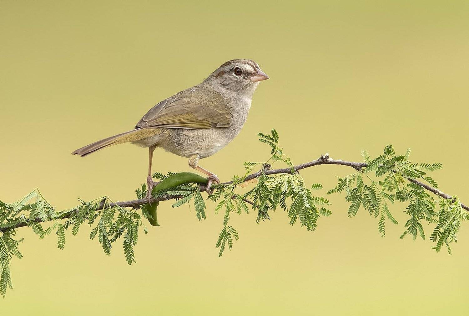 olive sparrow, sparrow, воробей, tx, Elizabeth Etkind