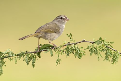 Olive Sparrow. Оливковый воробей