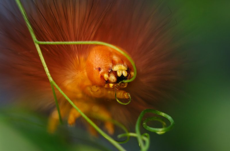 Львёнок - травоед.. фото превью