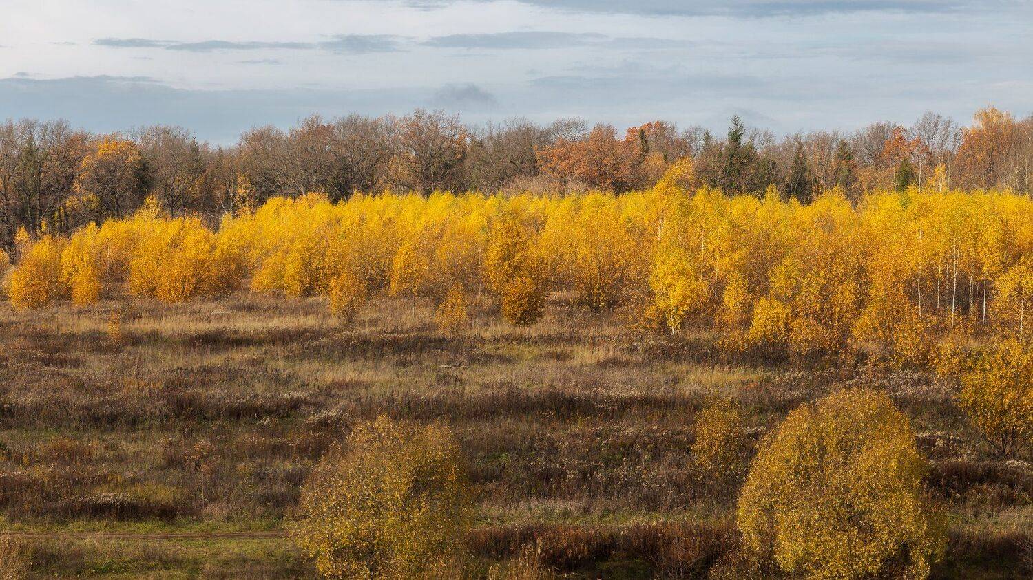 природа, пейзаж, осень, золотая осень, настроение, золото, Мартыненко Дмитрий