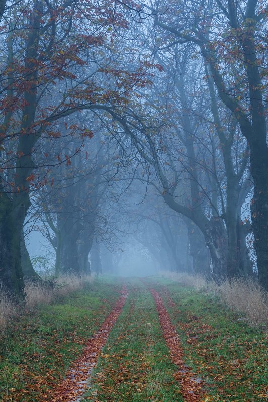 forest, rain, green, trees, autumn, fog, misty Chestnut alley in the fog фото превью