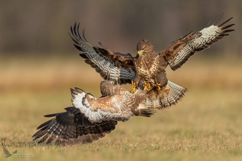 Myszołowy, Common Buzzard (Buteo buteo) ... 2019r фото превью
