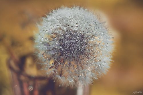 Бриллиантовый