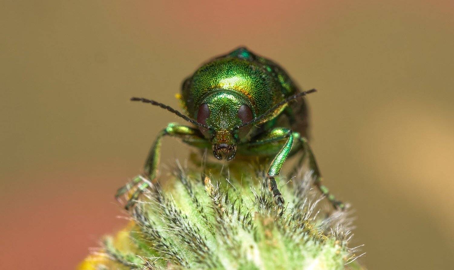 , Сергей Харитон