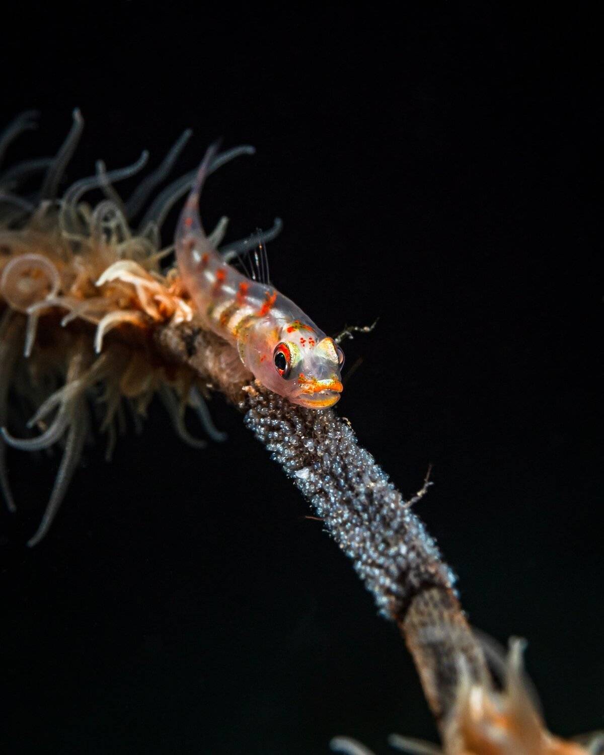 goby, Андрей Савин