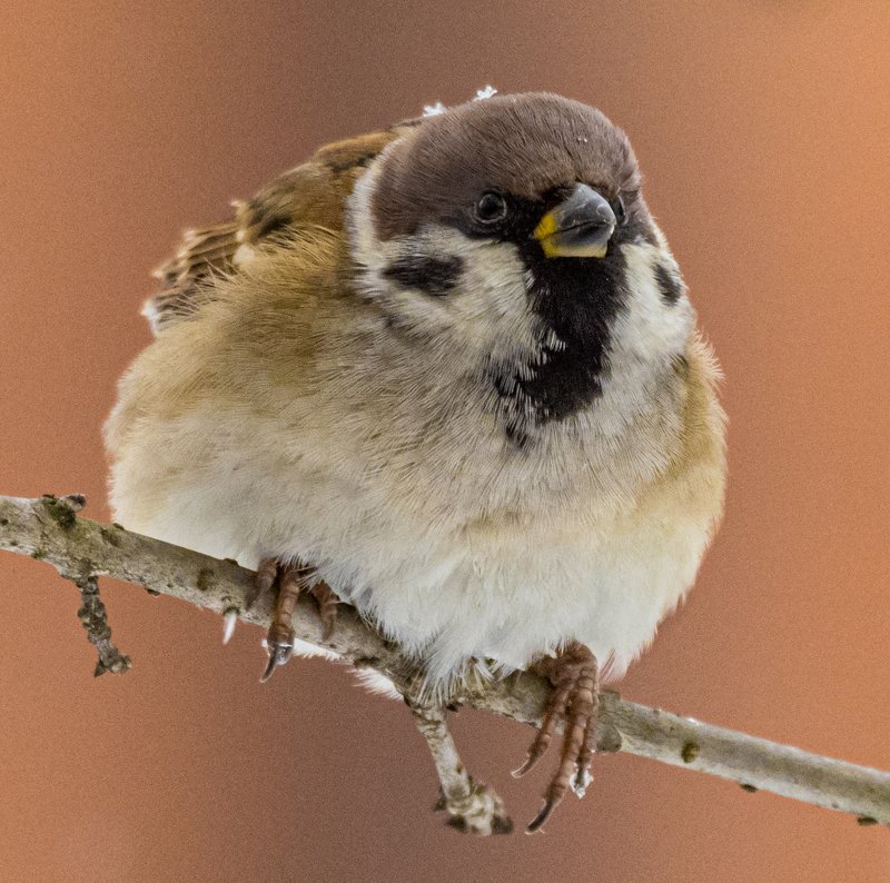 Воробушек фото превью