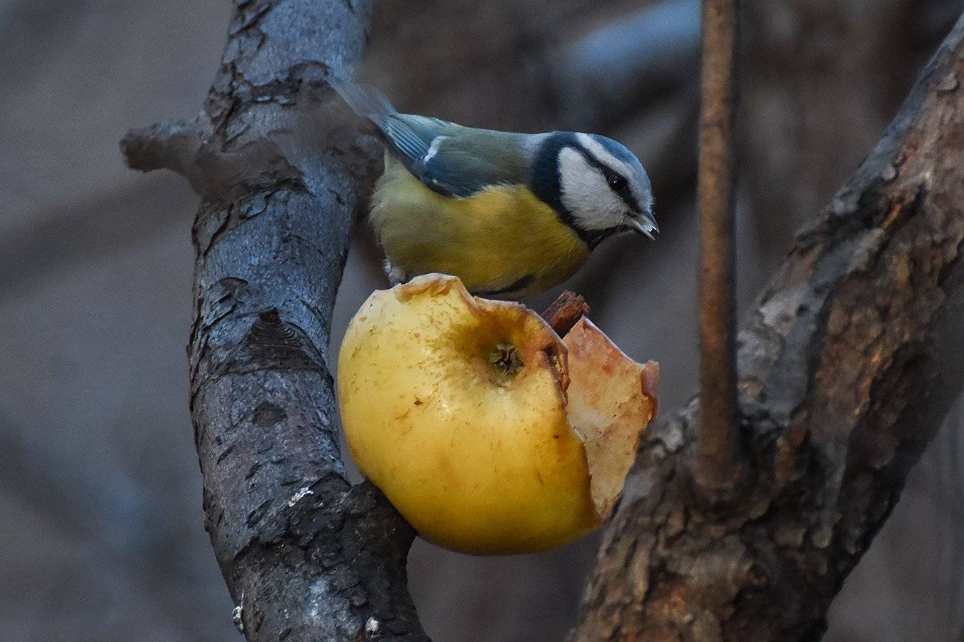 птицы, природа, Сергей Духанин