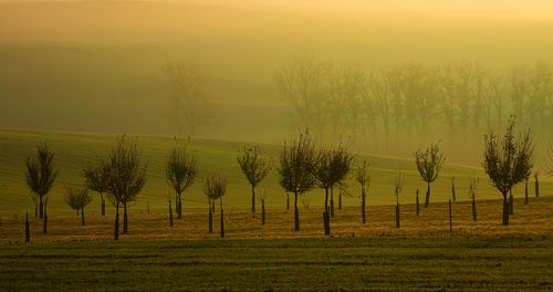 Colored Fogs of Moravia