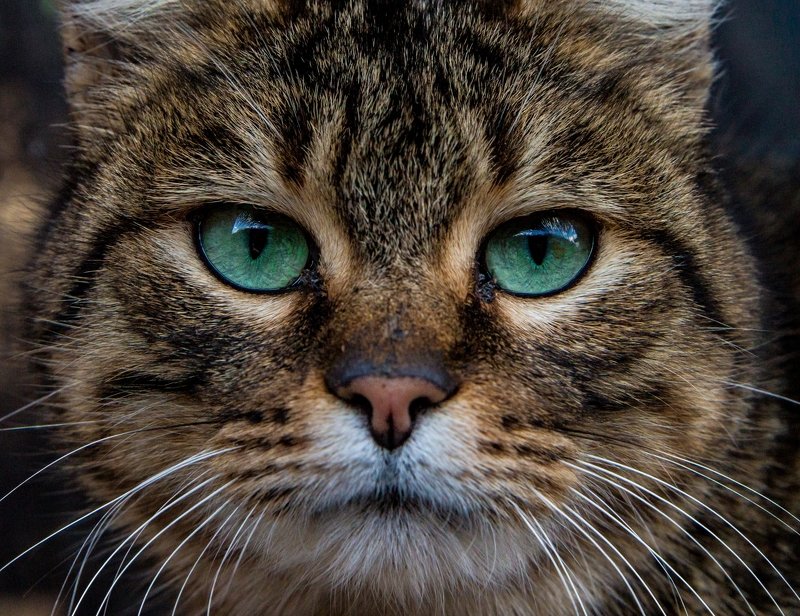 Кошка фото превью