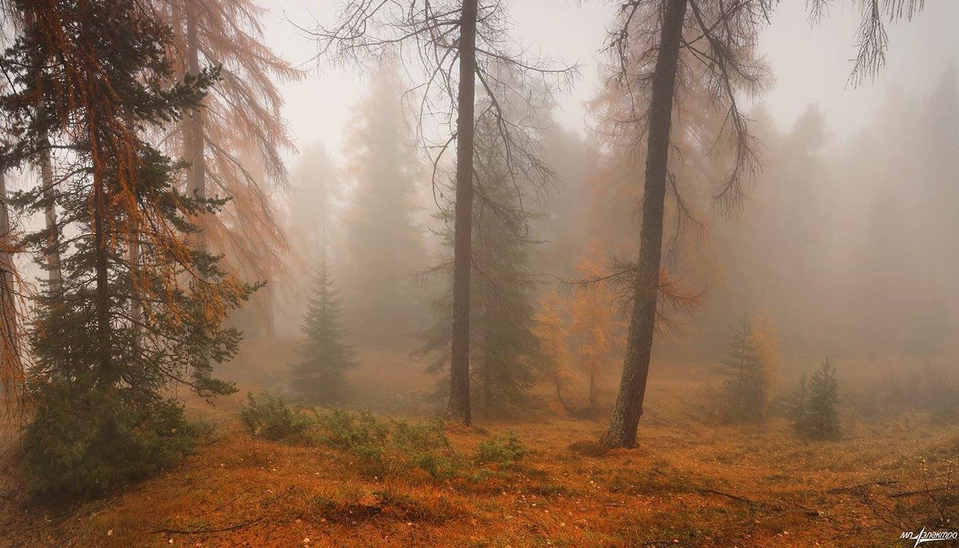 swiss, Матвеев Николай
