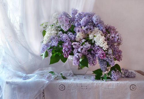 сирень души моей воспоминаний...