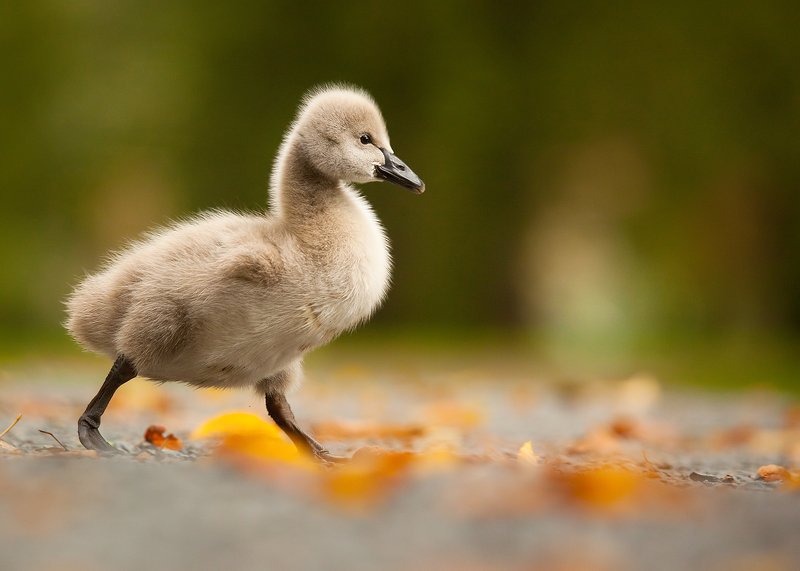 Black swan фото превью