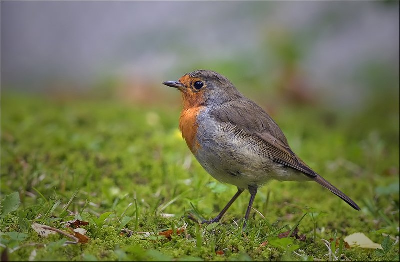 зарянка, малиновка Зарянка фото превью