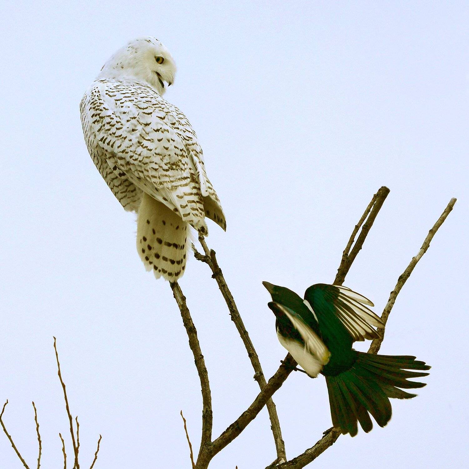 , Михаил Белоусов