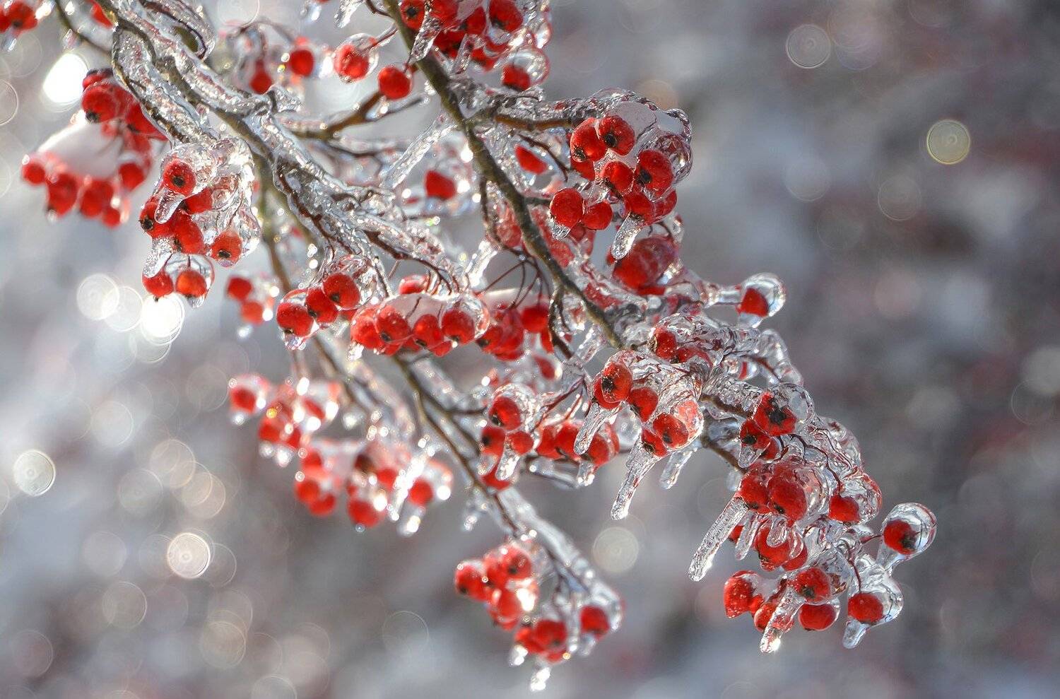 , Антонина Яновска