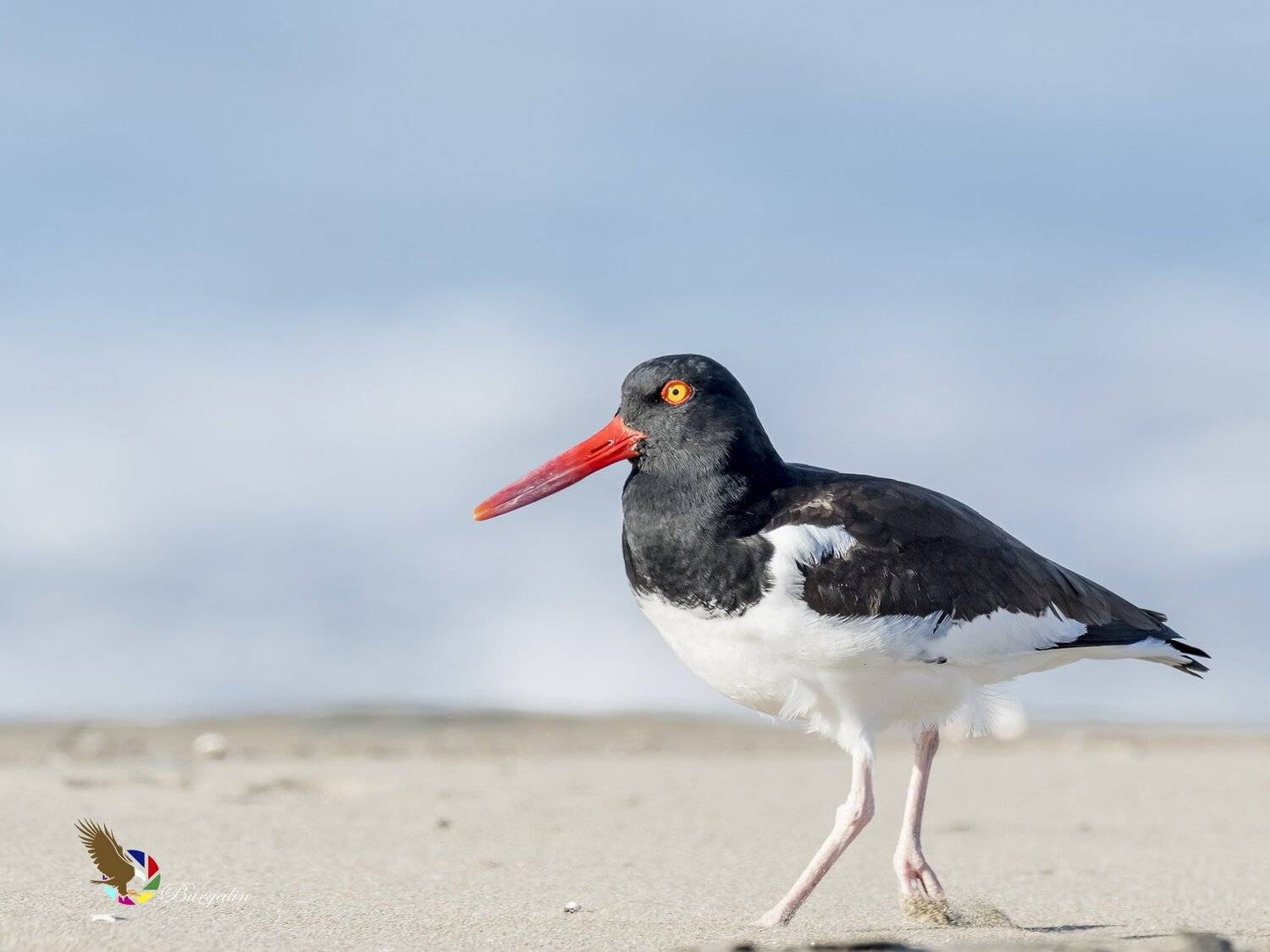 , Fernando Burgalin Sequeira