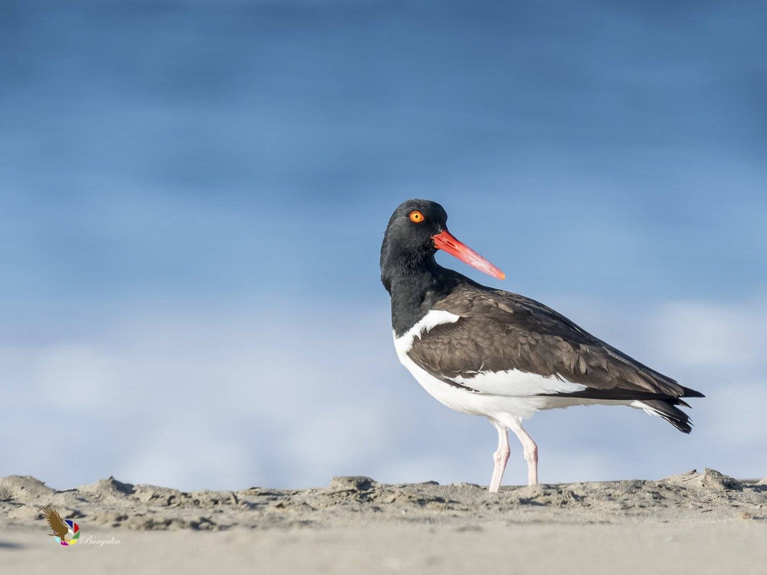 , Fernando Burgalin Sequeira