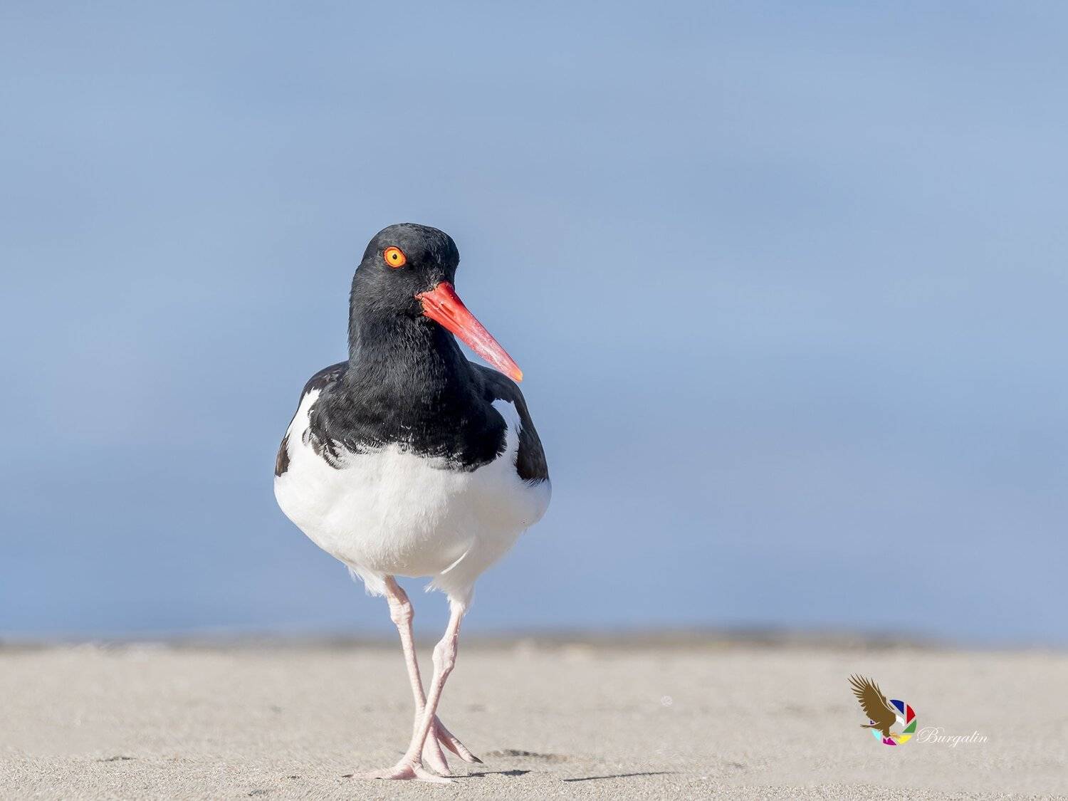 , Fernando Burgalin Sequeira