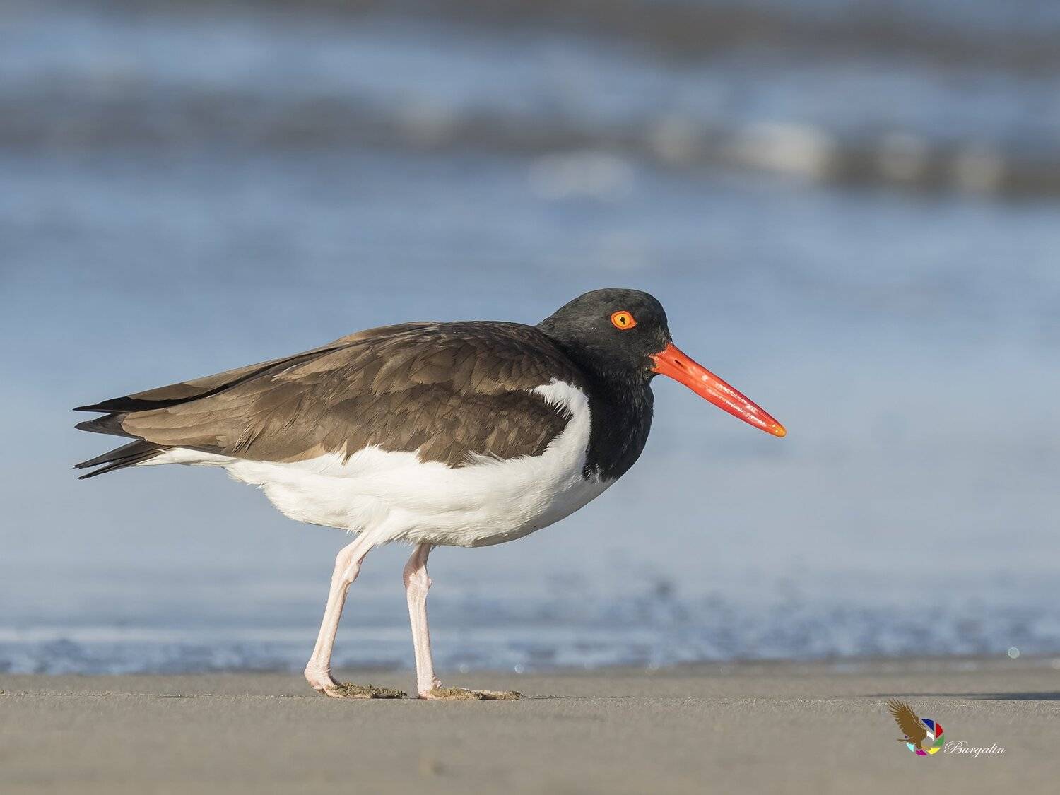 , Fernando Burgalin Sequeira