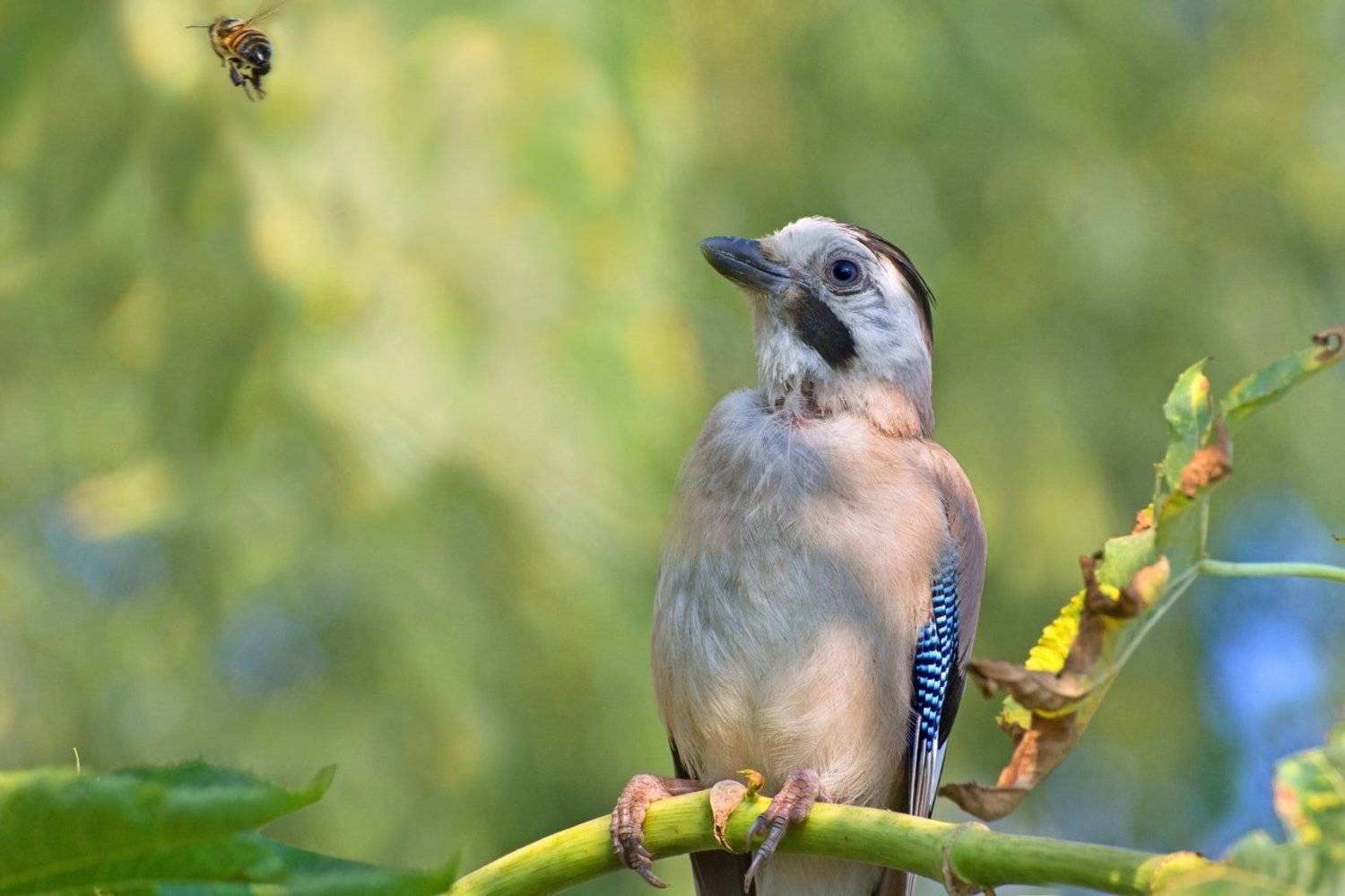 , Людмила Бекман