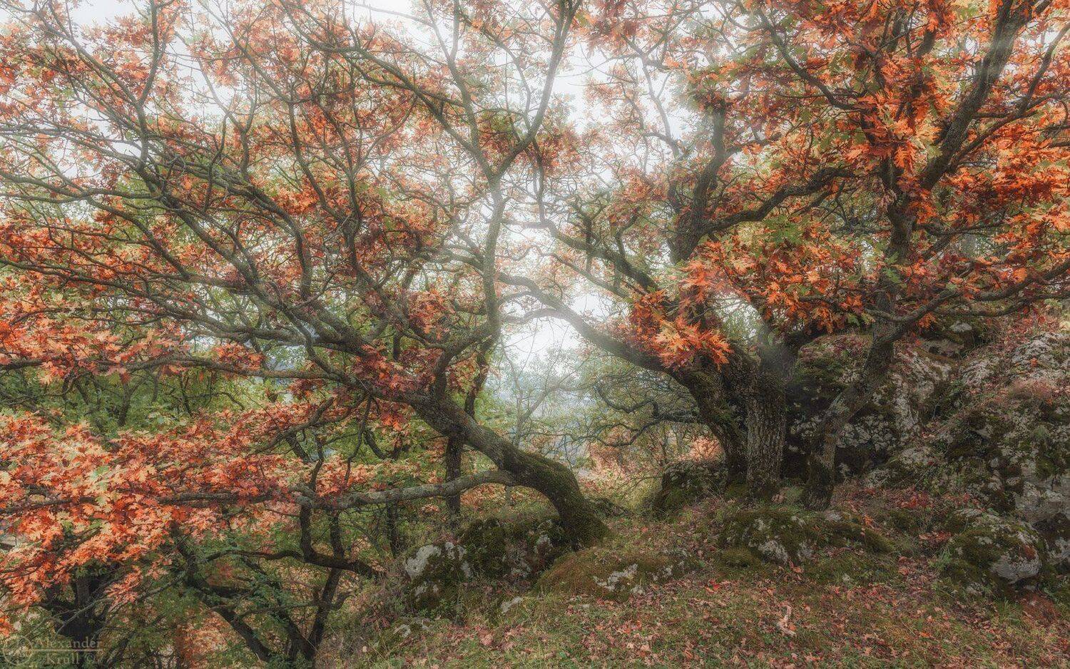 , Александр Круль