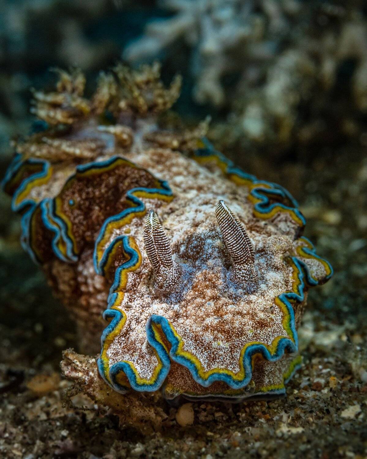 , Андрей Савин