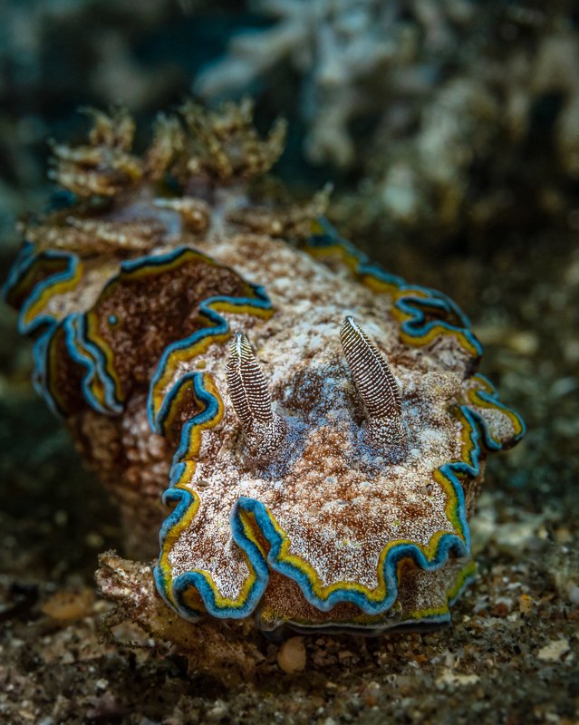 macro mood фото превью