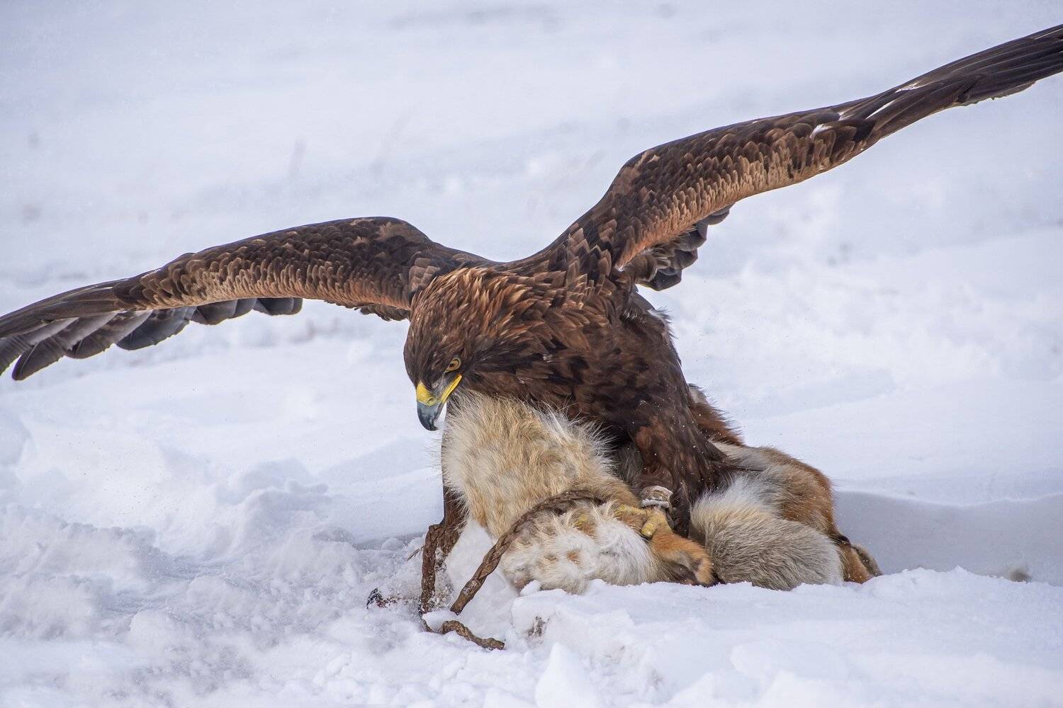 беркут., Евгений Дроботенко