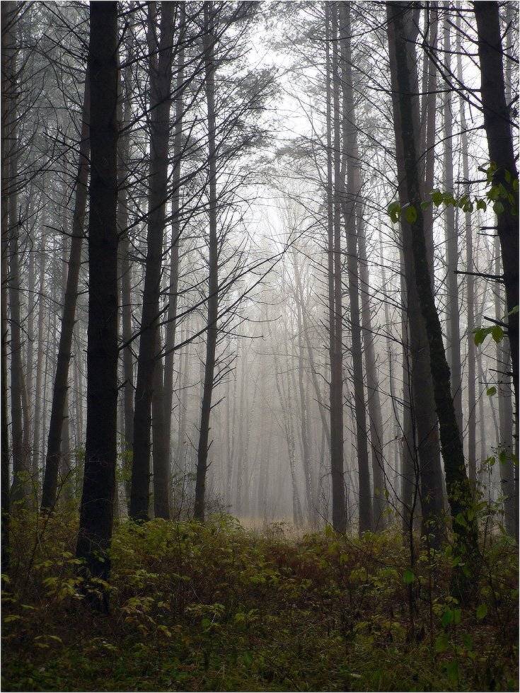 туман, КарОл