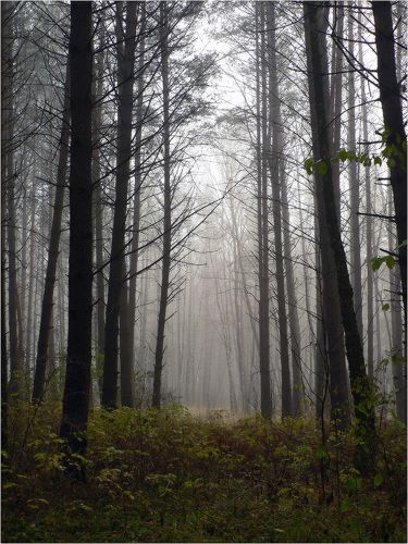 В ноябрьский полдень
