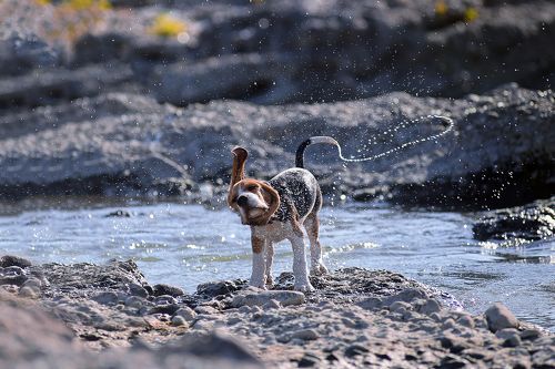 Dogs in motion