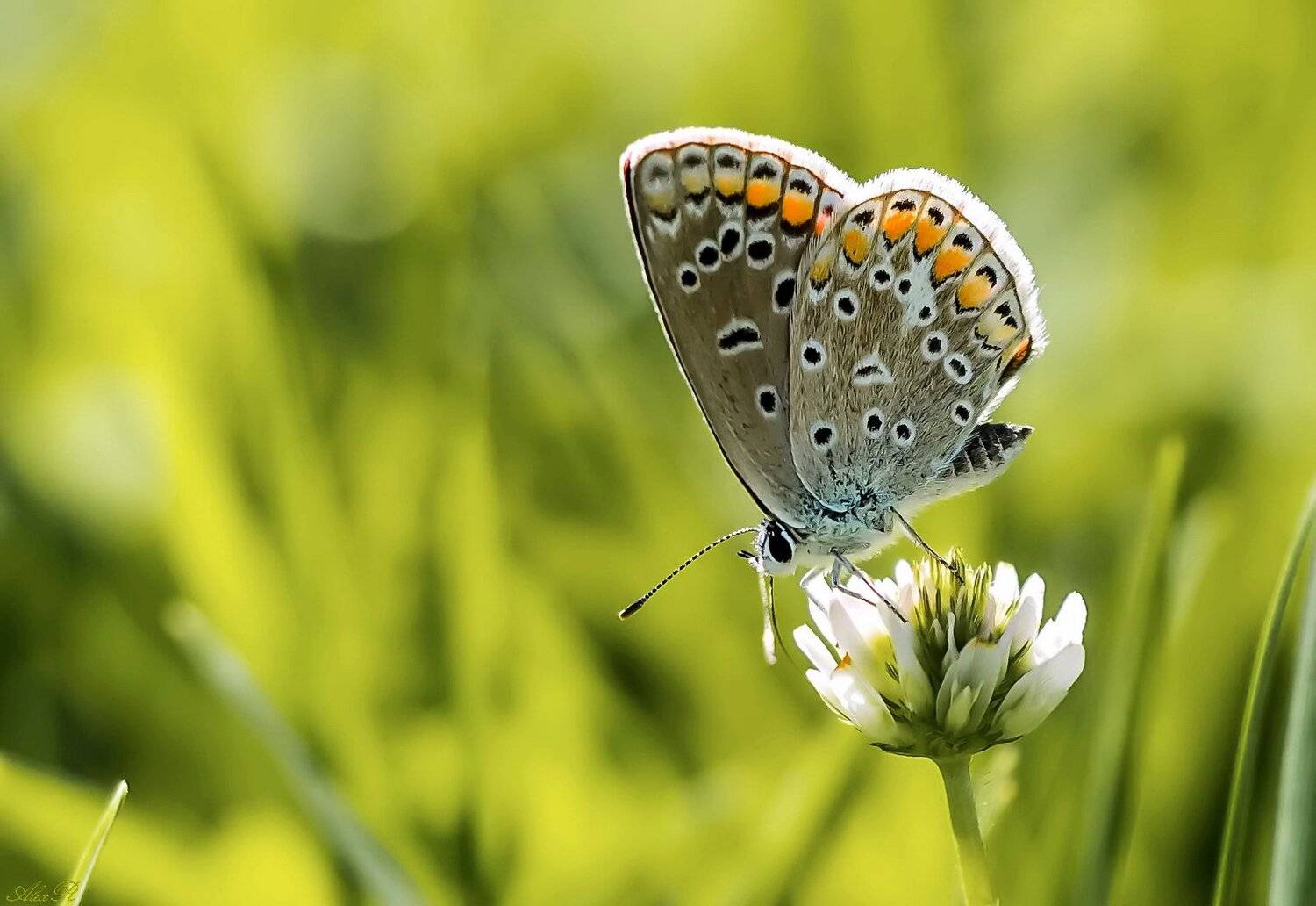 , Razgulyaev Aleksandr