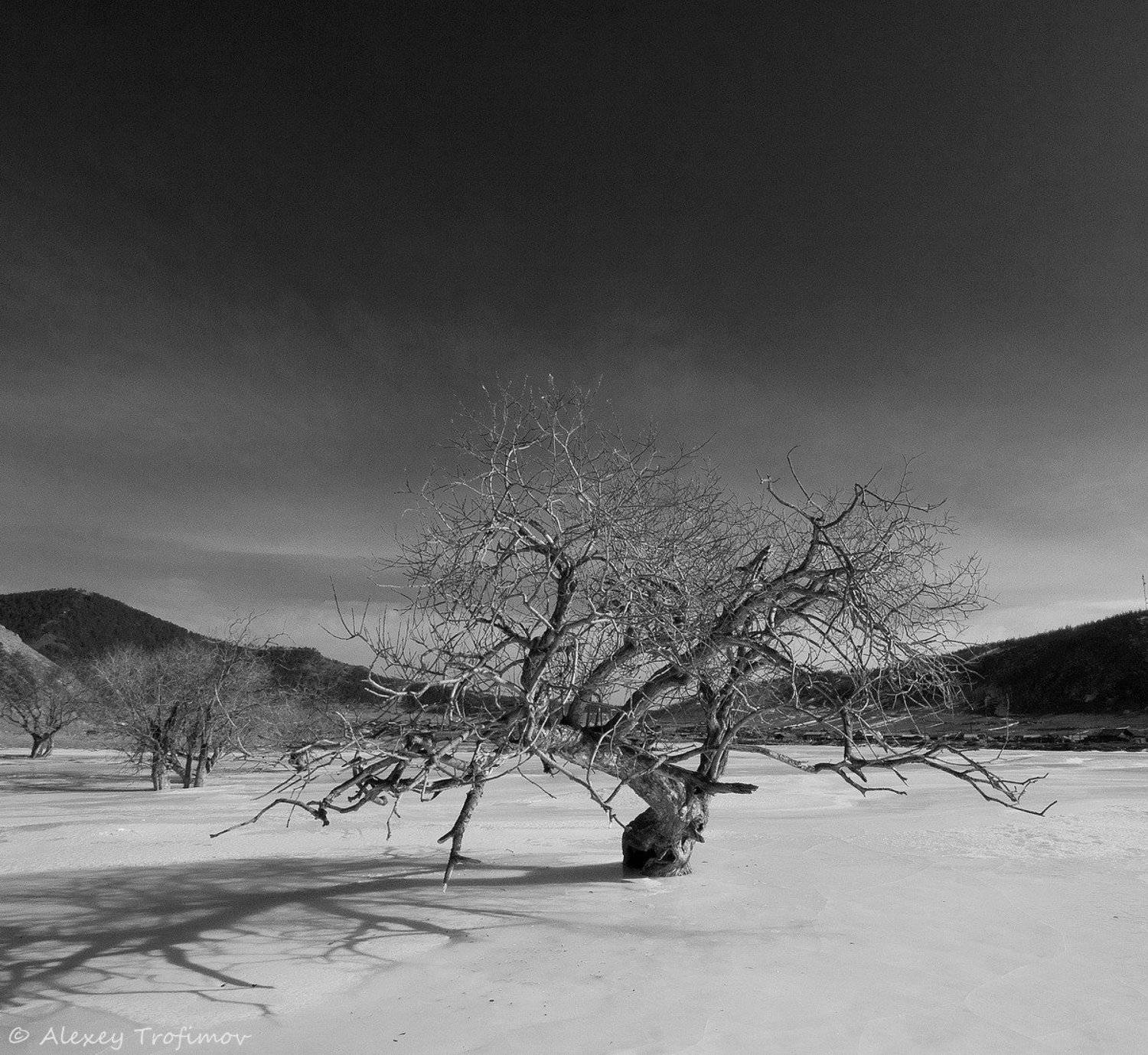 , Алексей Трофимов