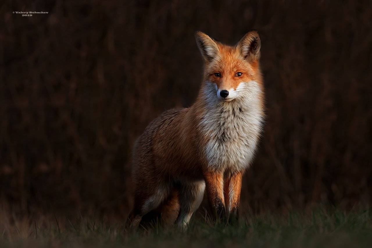 , Валерий Субачев