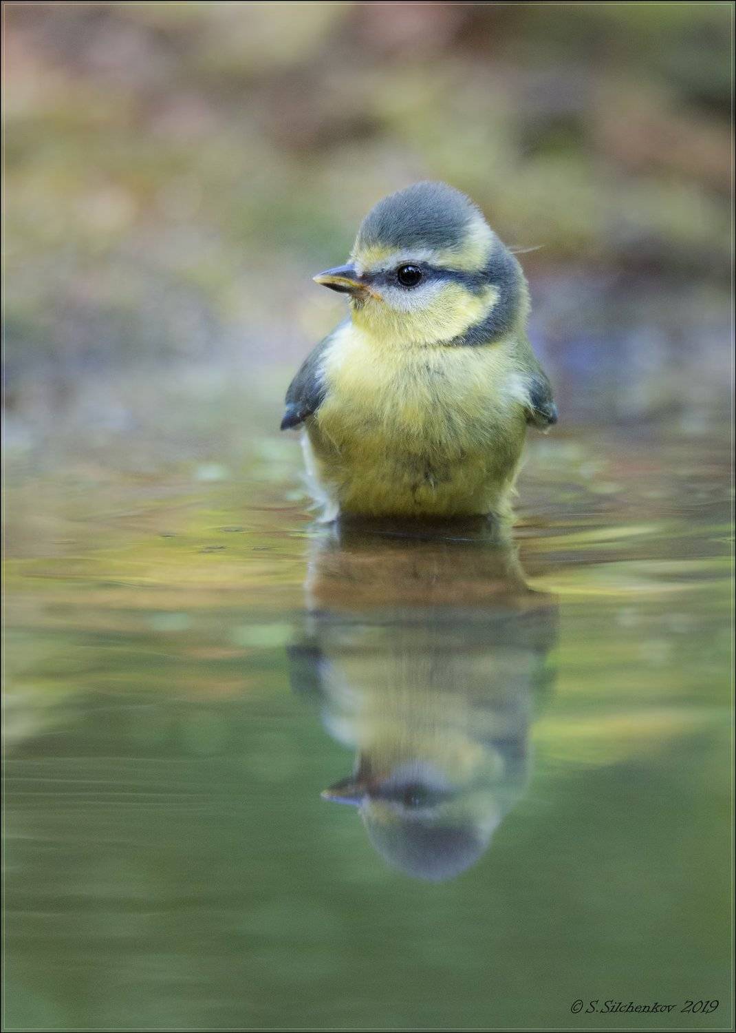, Сергей Сильченков