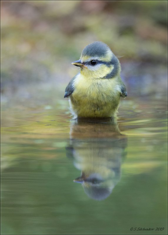 *** фото превью