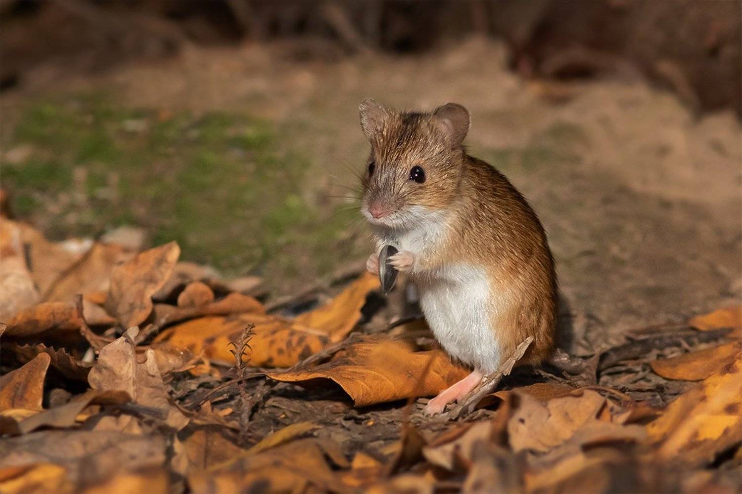мышь, семечка, осень, Наталия Сытина