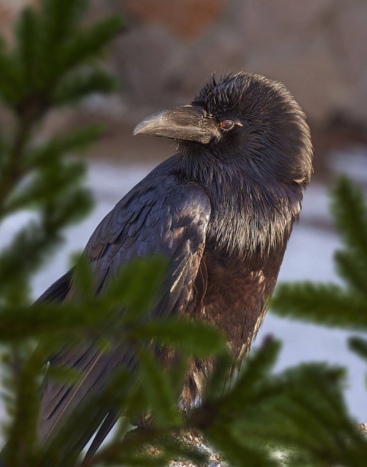 ворон, Олег Богданов