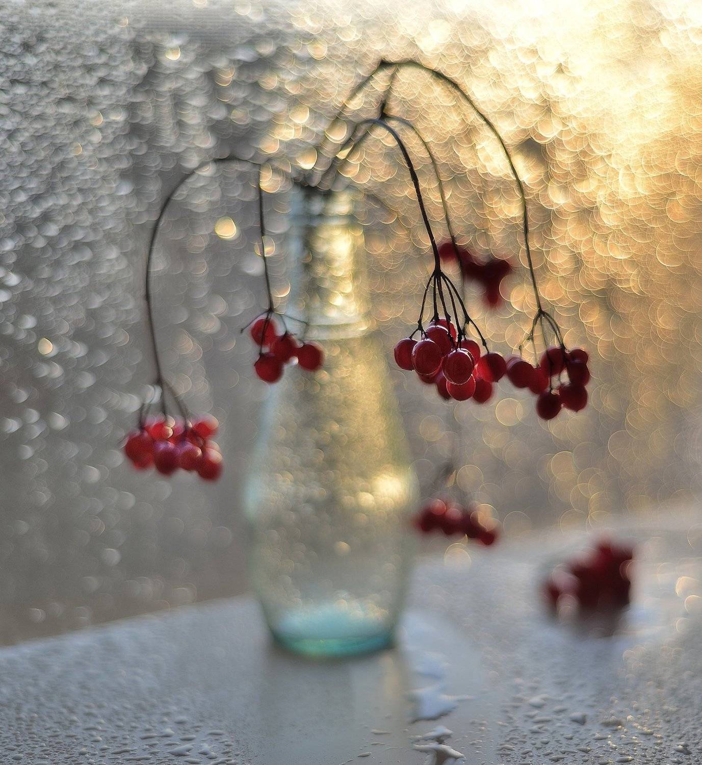 натюрморт,калина,боке, Наталия К