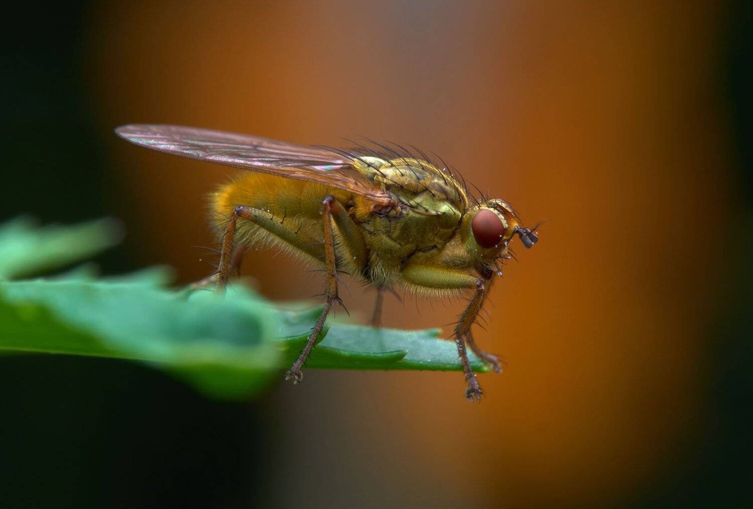 , Сергей Харитон