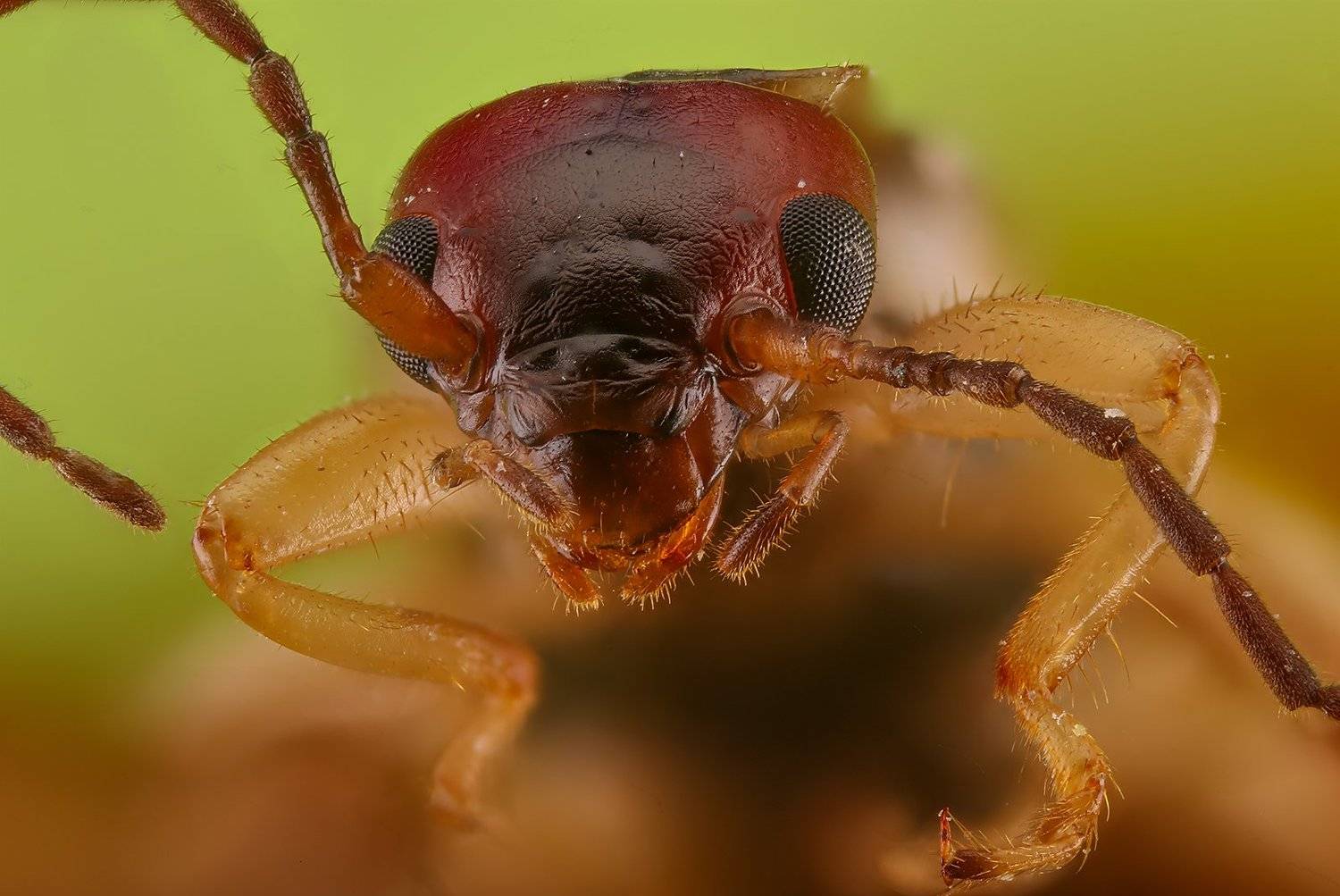 насекомое макро, Борис Фотомания
