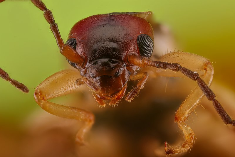 насекомое макро ..... фото превью