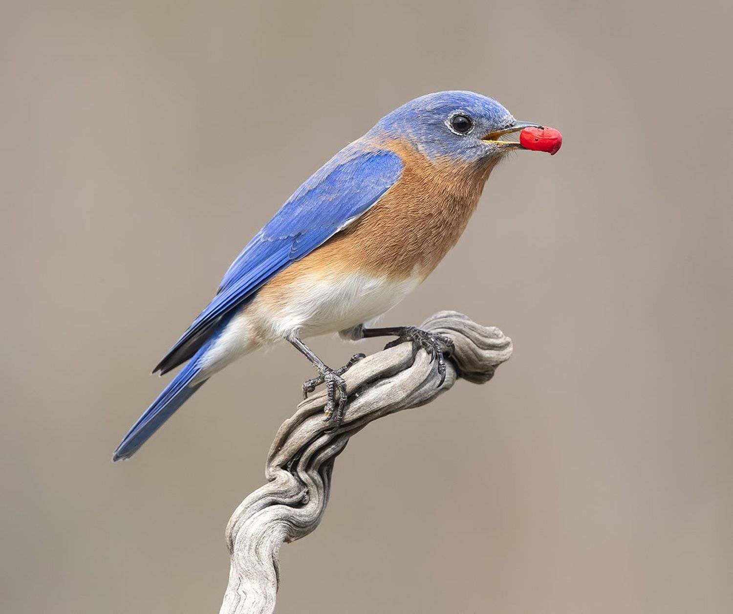 восточная сиалия, eastern bluebird, bluebird, Elizabeth Etkind