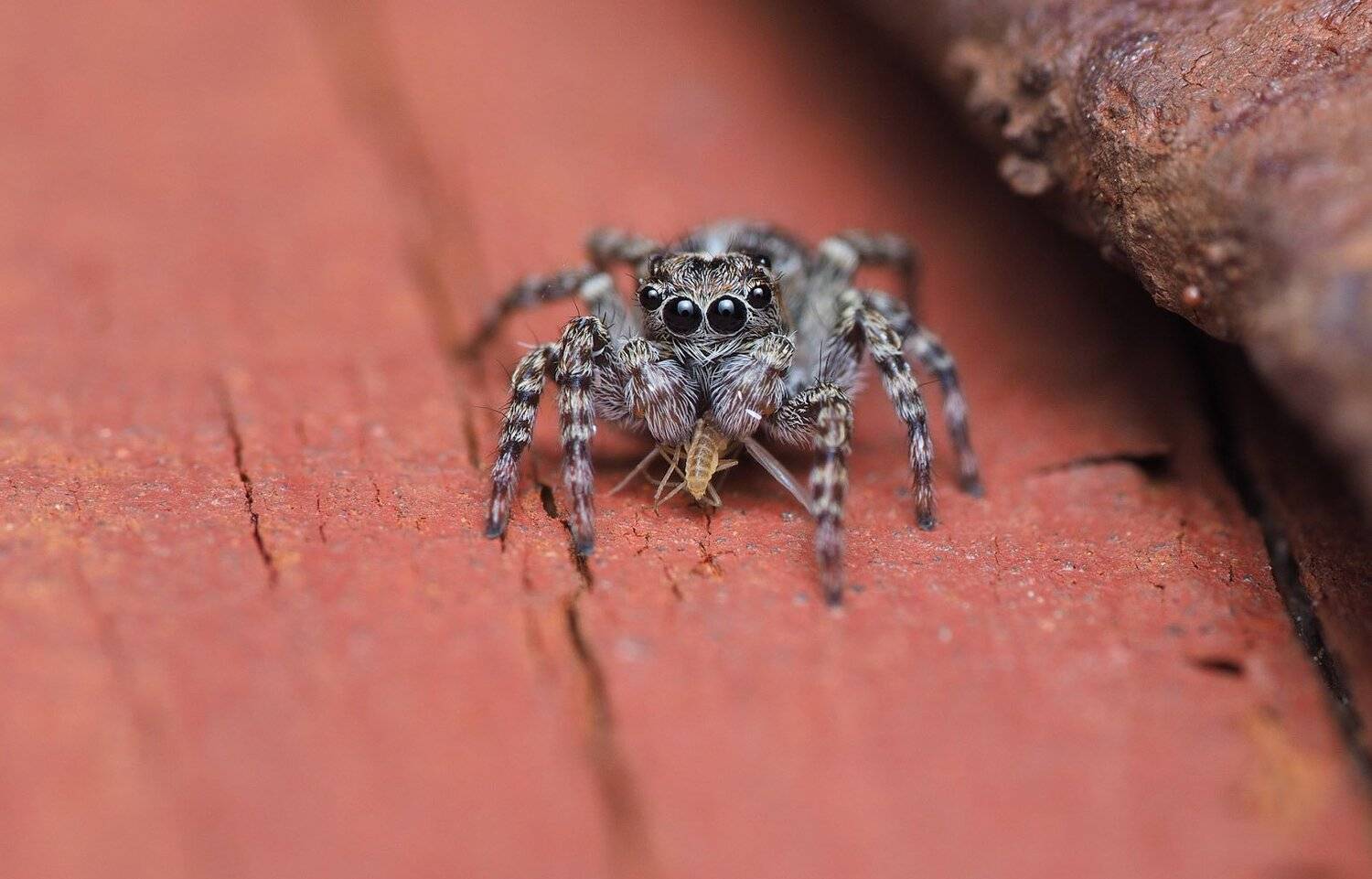 , Сергей Харитон