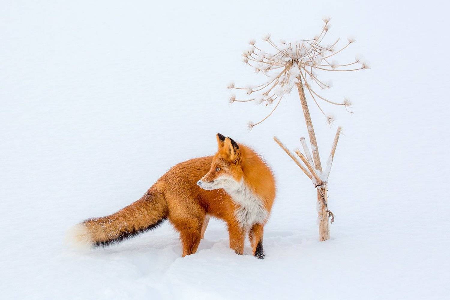 камчатка, лиса, природа, путешествие, фототур, животные, зима, Денис Будьков