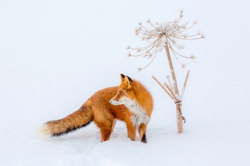 Зимний натюрморт