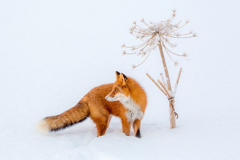 камчатка, лиса, природа, путешествие, фототур, животные, зима Зимний натюрморт фото превью