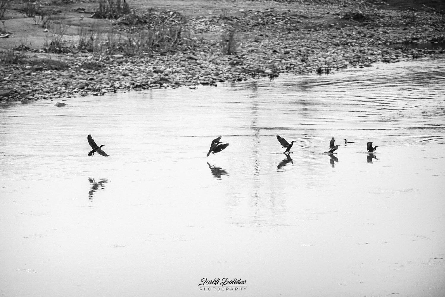 bird, wildlife, photography, outdoor, river, birds, ირაკლი დოლიძე